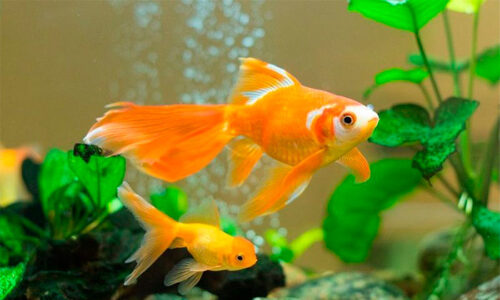 Descubre Los Peces Compatibles Perfectos Para Tu Goldfish Reefcentral Org